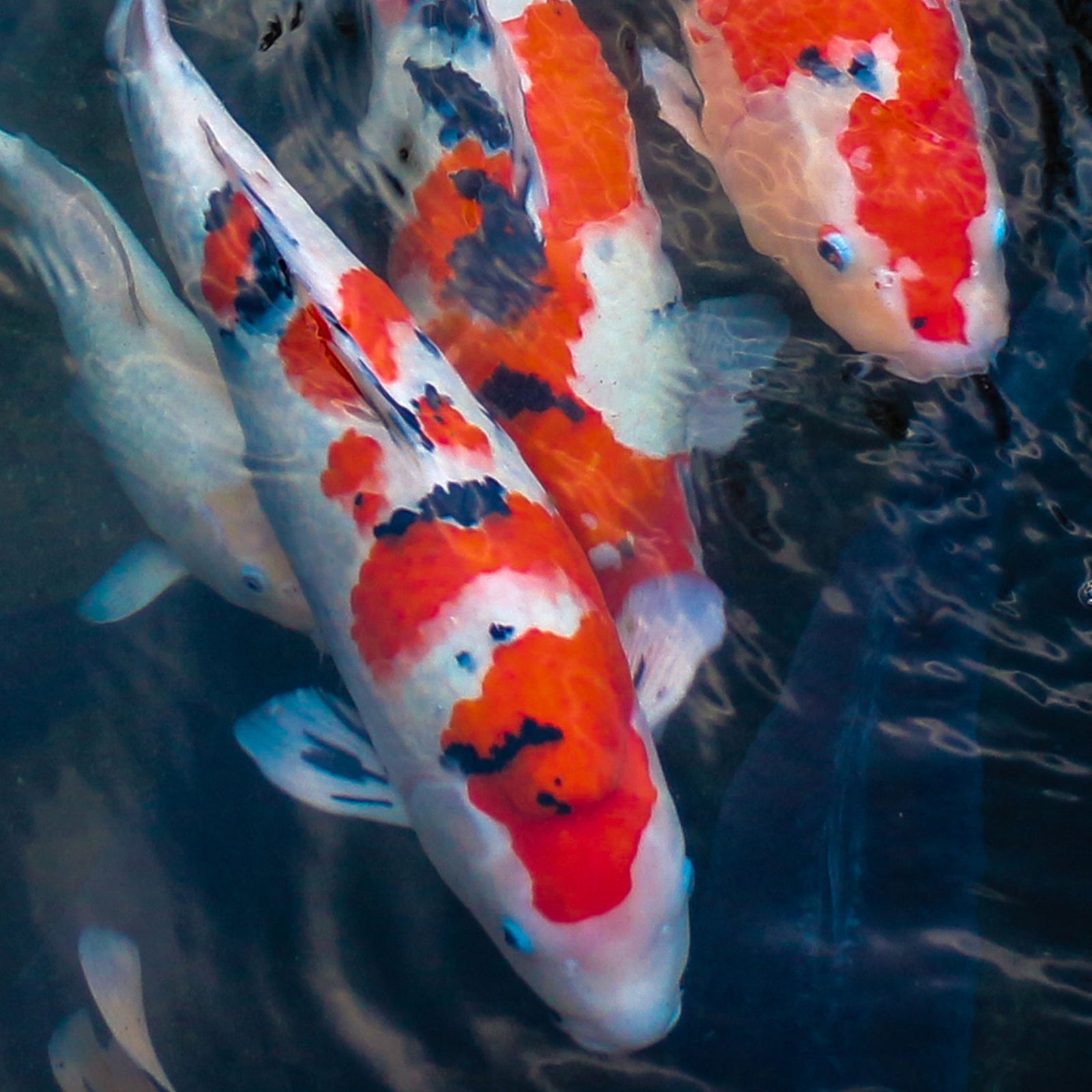 Genki Koi