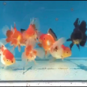 Oranda Goldfish 1