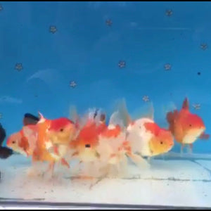 Oranda Goldfish 1